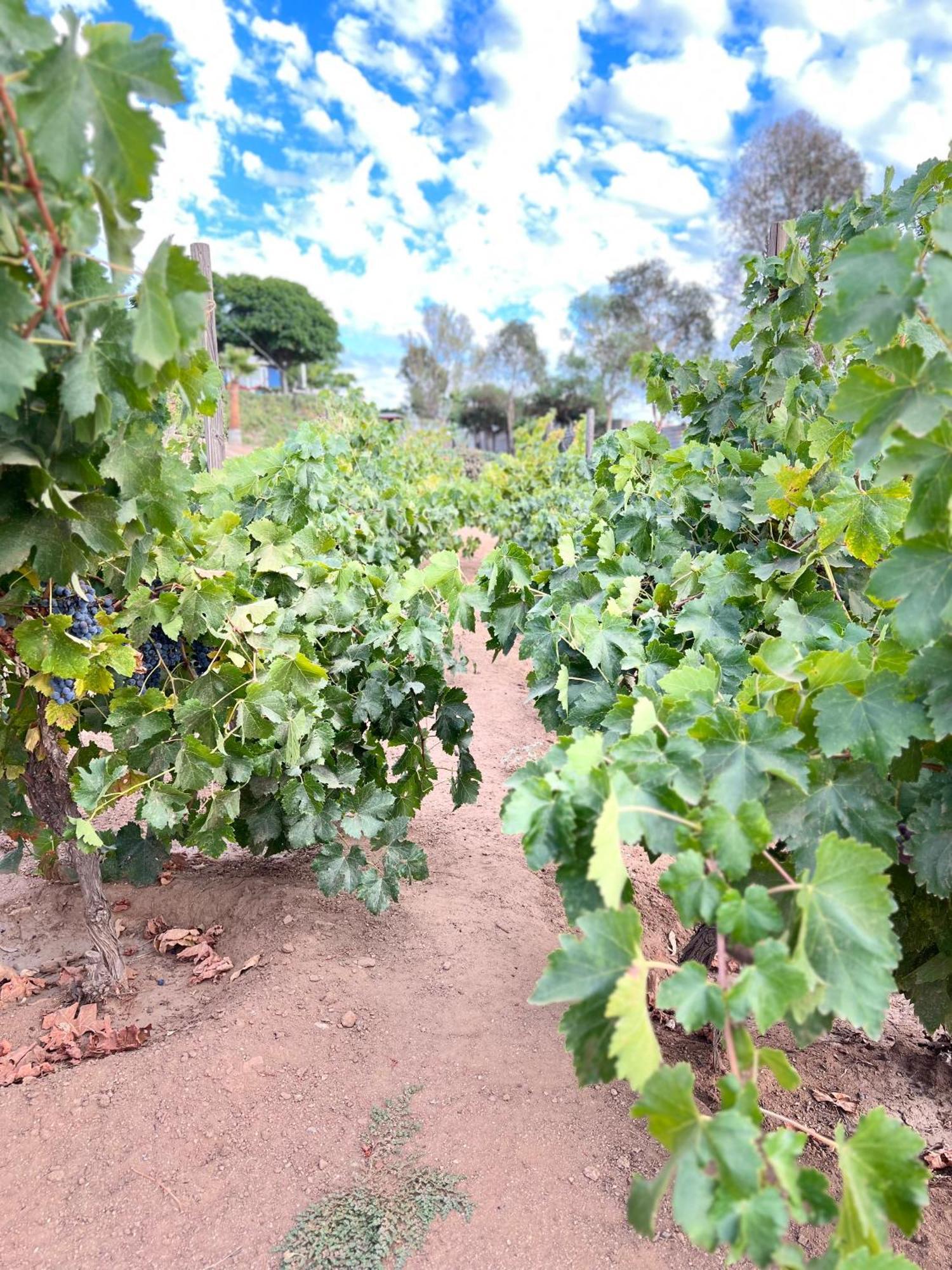 Rancho Matalote En Valle De Guadalupe Exterior foto